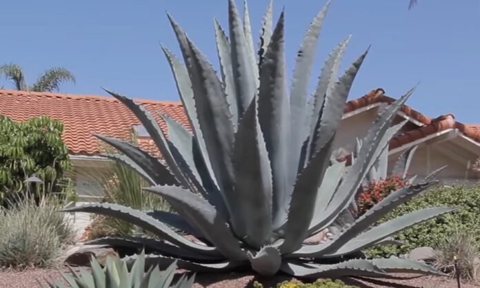 agave 