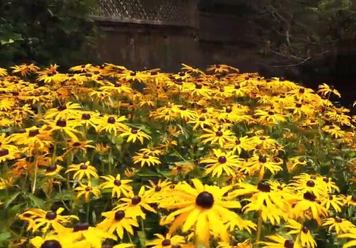 Black-Eyed Susans