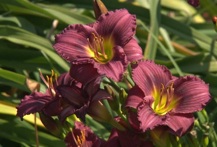 Daylilies