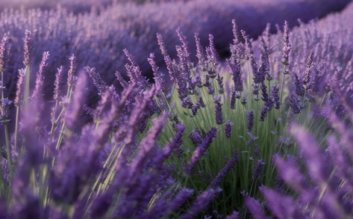 Lavender