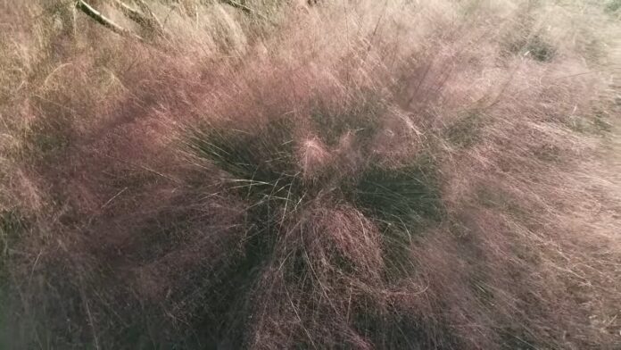 Ornamental Grasses