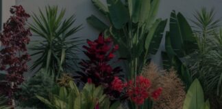 Plants for Your Menlo Park Landscape Design