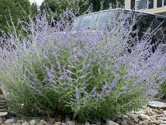 Russian Sage