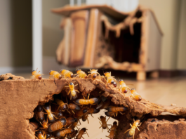 Comparing Termite Detection Methods