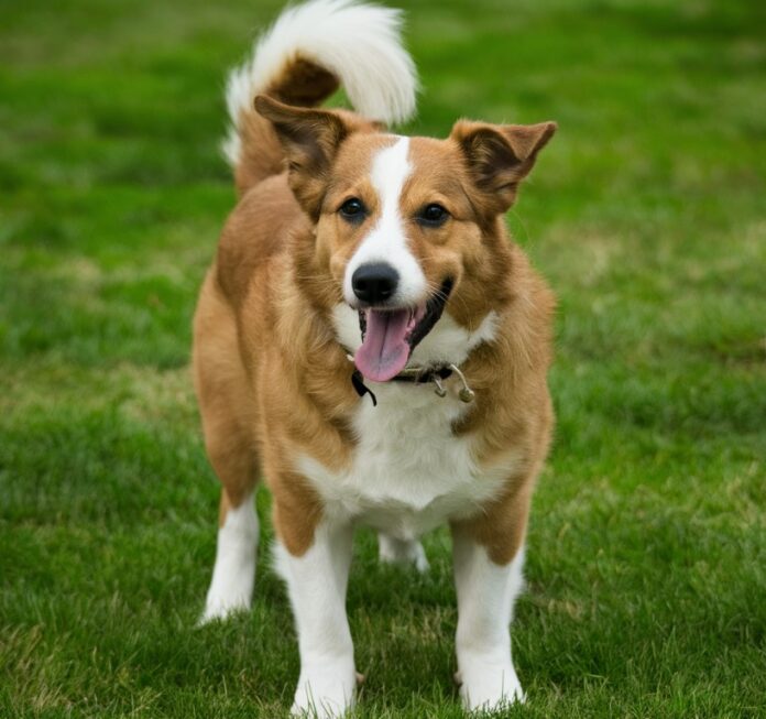 Different Types of Tail Wags