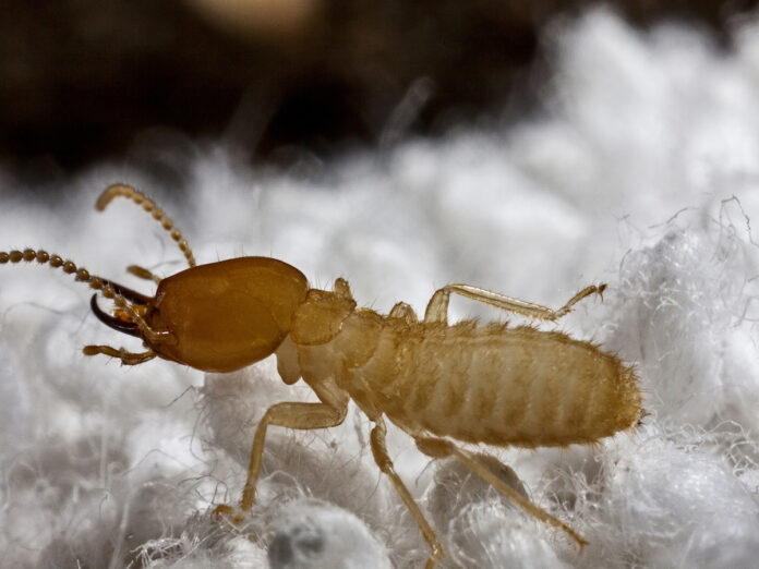 Formosan termites