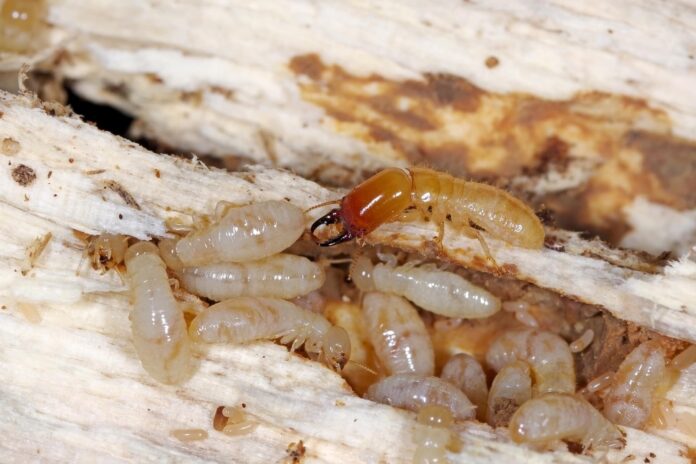 drywood termites