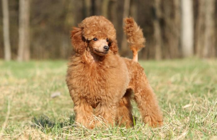 Are Poodles Good Family Dogs? What to Expect with a Poodle at Home