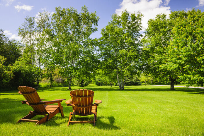 Looking for Shade? Discover the Best Trees for Your Backyard Oasis